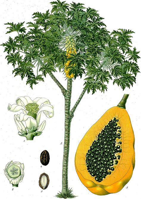 Carica papaya – Wikipédia, a enciclopédia livre